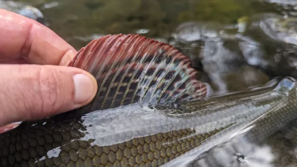 L'O à la Mouche, L'O à la mouche