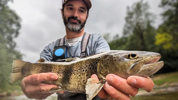 Jolie truite du Tarn, 