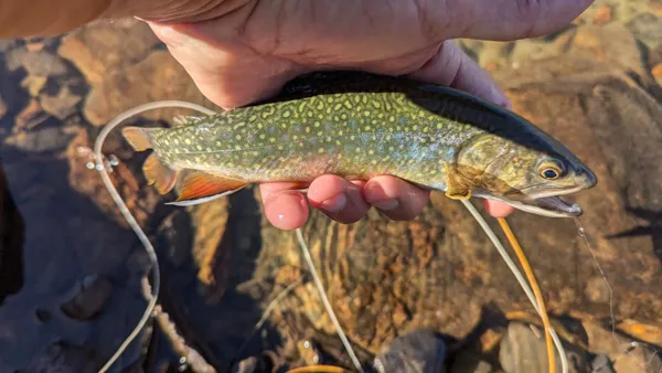 Saumon de fontaine pyrénéen, 
