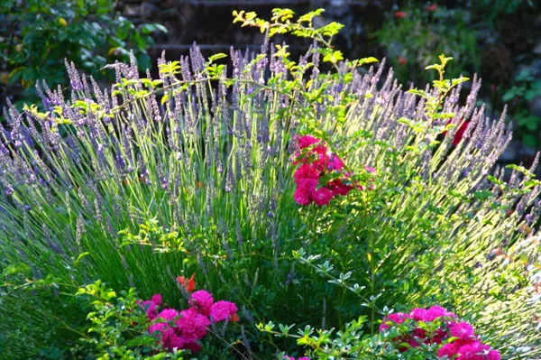 La Maison de Chanouk, 