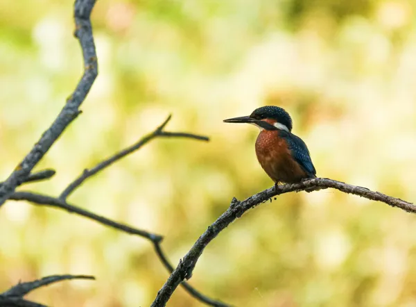 Balade faune à Montsalès avec Anthony Vieillard