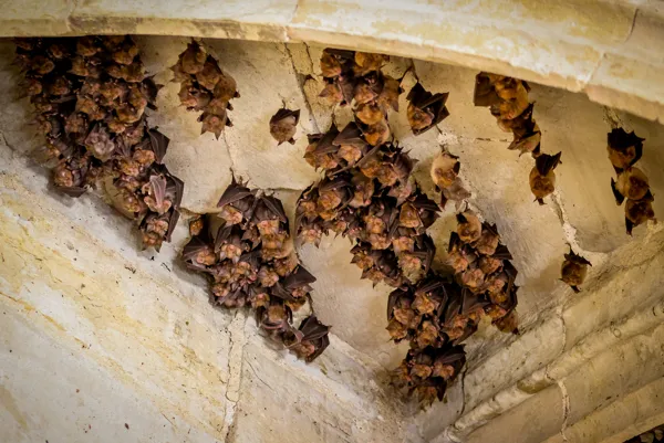 Visite à la découverte des chauves-souris de la chartreuse Saint-Sauveur