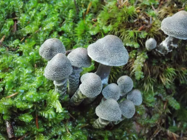 Balade à la découverte des champignons à Najac
