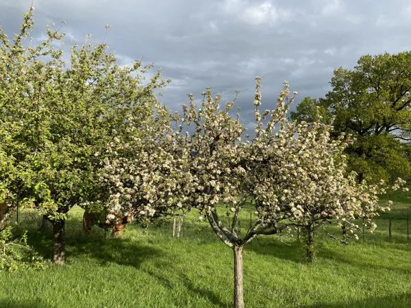 La Cerisaie, Lassouts - photo 7