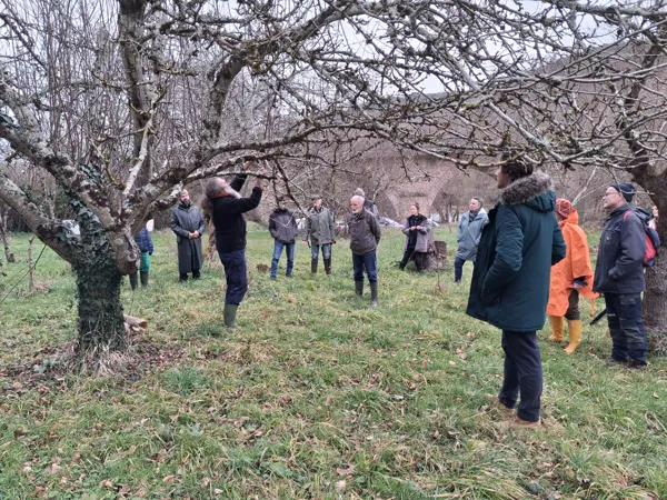 Formation taille pruniers