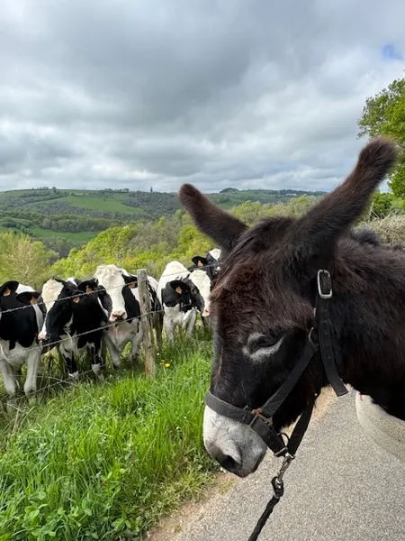 , marcher avec un ane