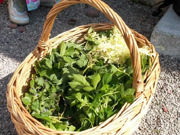 Atelier Cuillette et Herbier