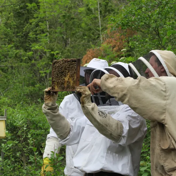Les participants aux stage découverte apiculture pratiquent l'ouverture des ruches, guidés pas à pas par Bruno, apiculteur formateur., L'Arc en Miel