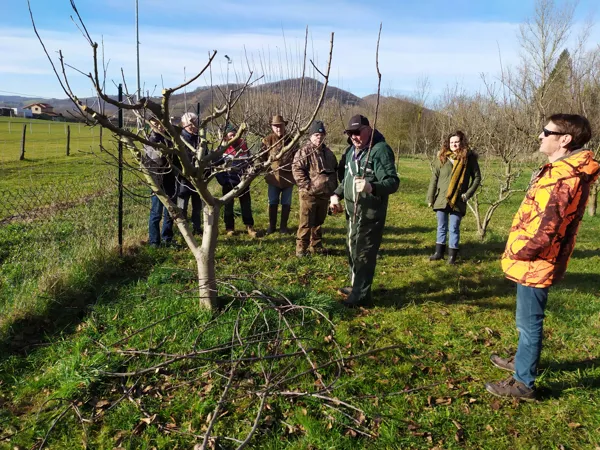 Formation à la taille de fructification des vergers