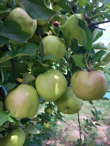 Formation, Vergers d'Antan