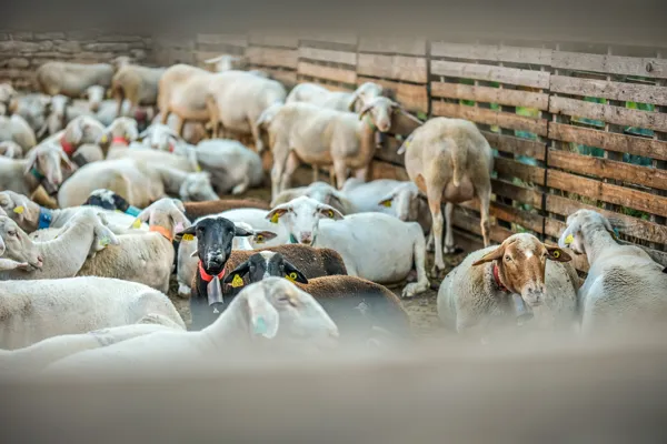 Image d'illustration