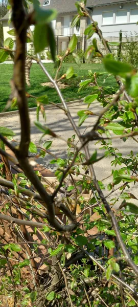 Vue depuis le boulodrome, Thily Niel