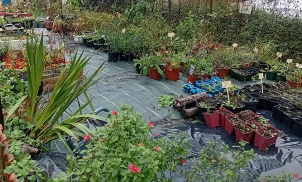 Hortilocal : visite d’un maraîchage et pépinière dans un arboretum