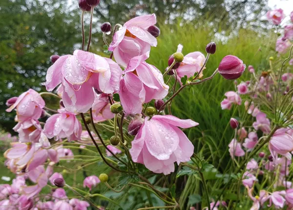 , Site du jardin des plantes