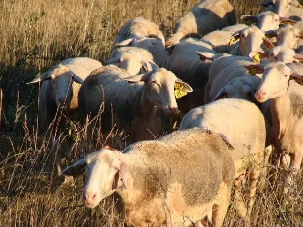 GAEC DES VEZINIES, OFFICE DE TOURISME de CONQUES-MARCILLAC