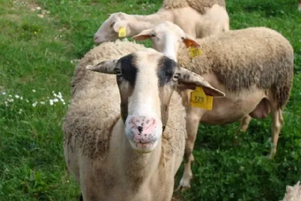 GAEC DES VEZINIES, OFFICE DE TOURISME de CONQUES-MARCILLAC