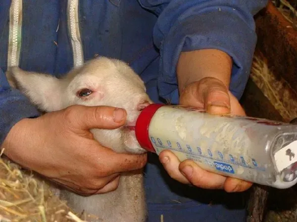 GAEC DES VEZINIES, OFFICE DE TOURISME de CONQUES-MARCILLAC