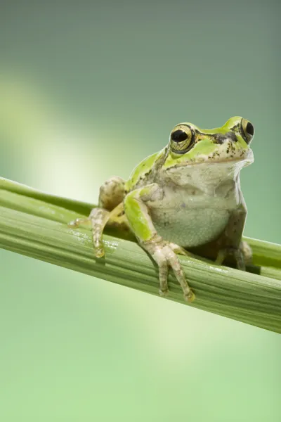 Sortie nature à la découverte des amphibiens