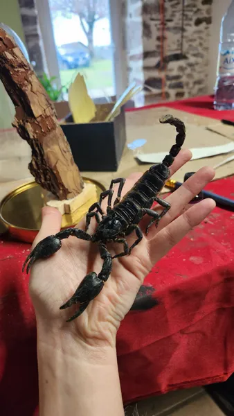 , Le jardin de traverse