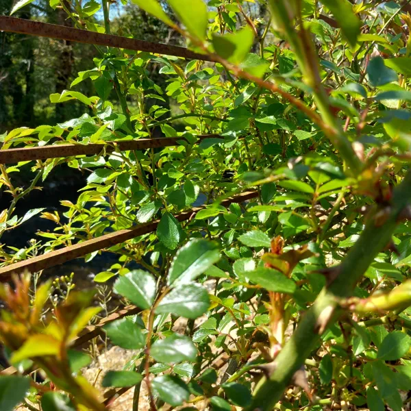 La fraîcheur des rosiers, Thily Niel