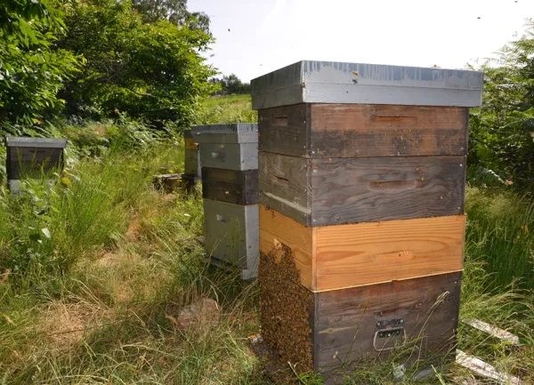 , rucher sur le châtaignier