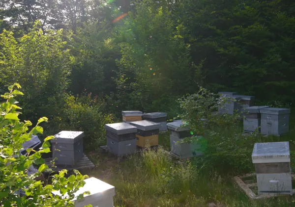 Miel et essaims de Claire Labbé