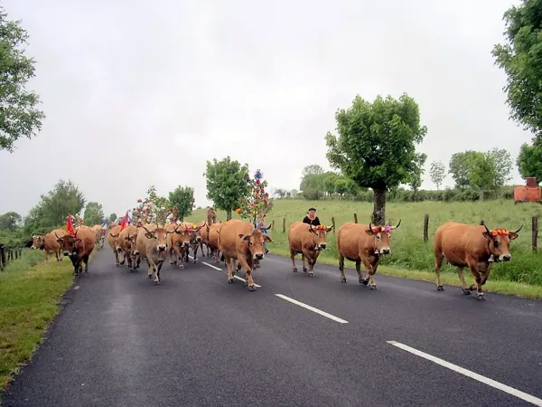 vaches Aubrac en Transhumance, Alain Fournier - H12G005806 (Groupes)