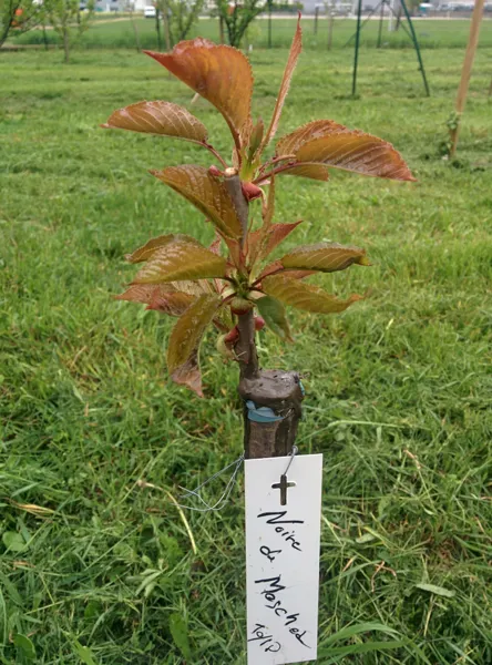 Formation à la greffe et bourse aux greffons