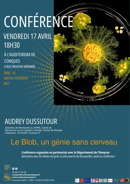 , ©Audrey Dussutour/CNRS