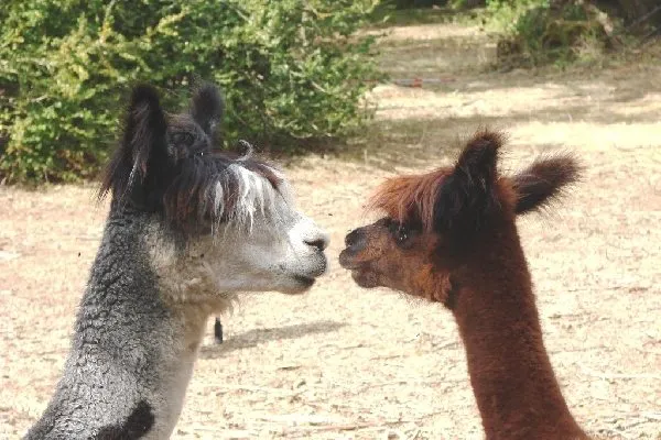 Parc le theil (Le Caylar), Parc animalier du Theil