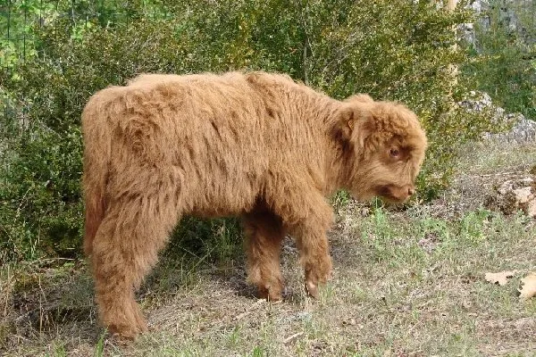 Parc animalier du Theil (Le Caylar en Larzac), Parc animalier du Theil