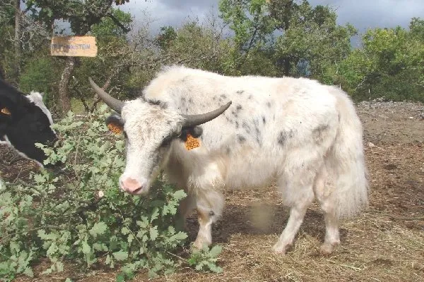 Parc animalier du Theil (Le Caylar en Larzac), Parc animalier du Theil