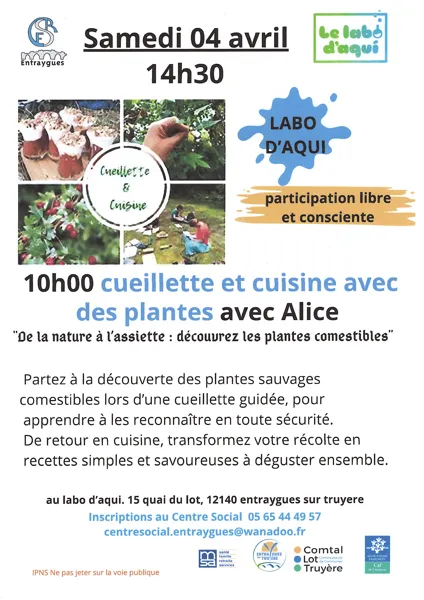 Cueillette et cuisine avec des plantes