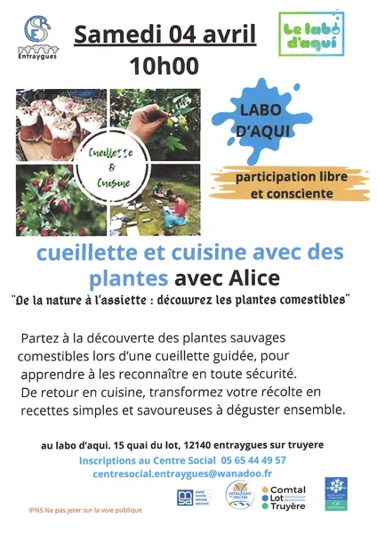 Cueillette et cuisine avec des plantes