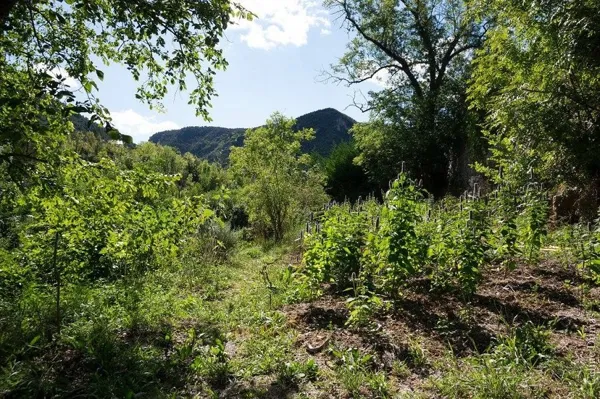 Sylvie DUMAS - Plantes aromatiques, OFFICE DE TOURISME DE MILLAU