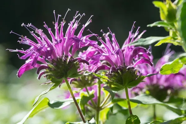 Sylvie DUMAS - Plantes aromatiques, OFFICE DE TOURISME DE MILLAU