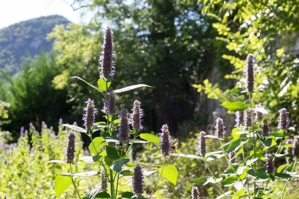 Sylvie DUMAS - Plantes aromatiques, OFFICE DE TOURISME DE MILLAU