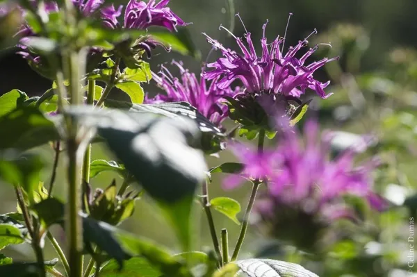Sylvie DUMAS - Plantes aromatiques, OFFICE DE TOURISME DE MILLAU