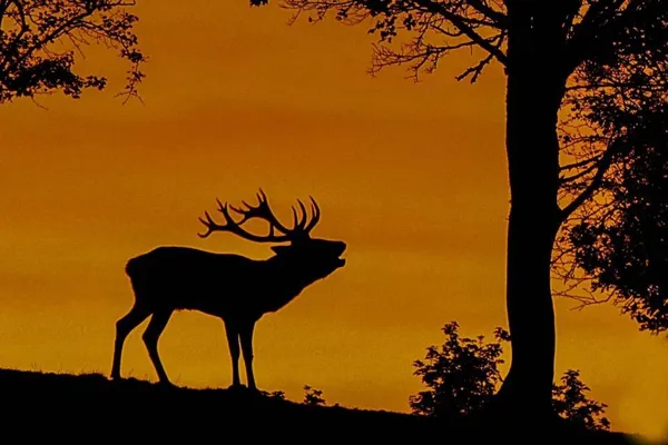 Parc animalier Le Saint Hubert, Parc animalier Saint Hubert