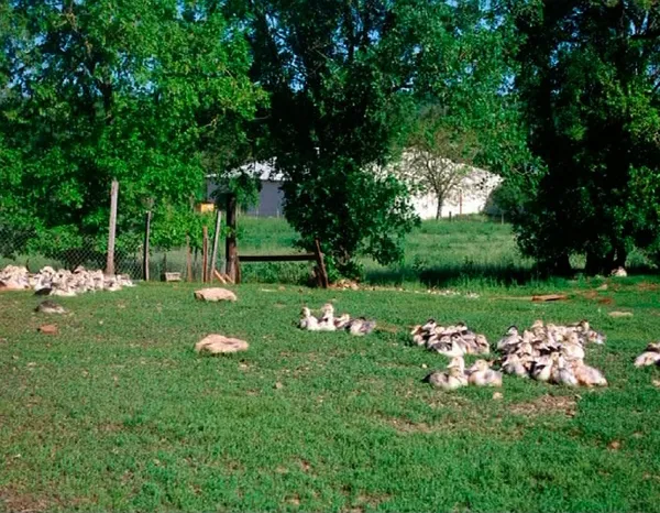 Visite Ferme des Cazalous - photo 4