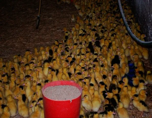 Visite Ferme des Cazalous, OFFICE DE TOURISME REGIONAL DE VILLEFRANCHE DE ROUERGUE