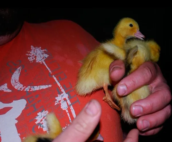 Visite Ferme des Cazalous, OFFICE DE TOURISME REGIONAL DE VILLEFRANCHE DE ROUERGUE