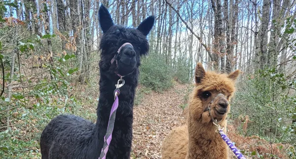 Démonstration de filage au cœur des alpagas