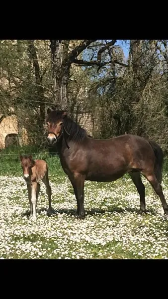 Centre équestre du Château de Laumiere, OT Villefranche-Najac