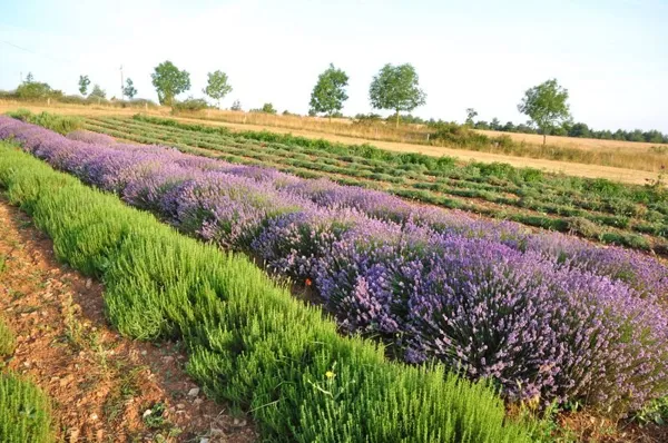 Aromatiques du Larzac, OFFICE DE TOURISME LARZAC VALLEES