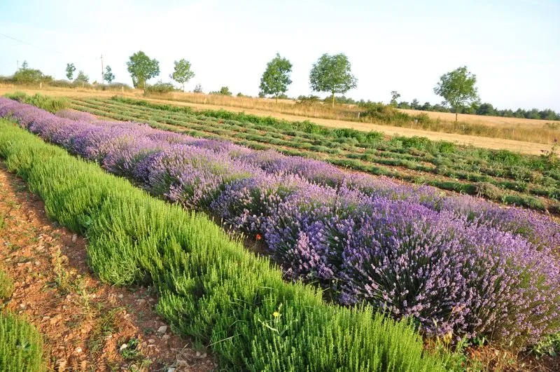 Aromatiques du Larzac, OFFICE DE TOURISME LARZAC VALLEES