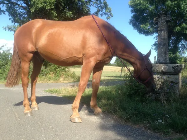 La Calade - Sylvie Jung, La Calade - Sylvie Jung