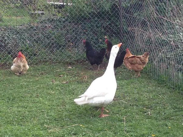 La Calade - Sylvie Jung, La Calade - Sylvie Jung