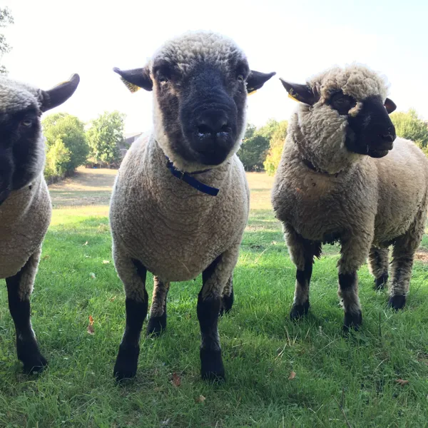 La Calade - Sylvie Jung, La Calade - Sylvie Jung