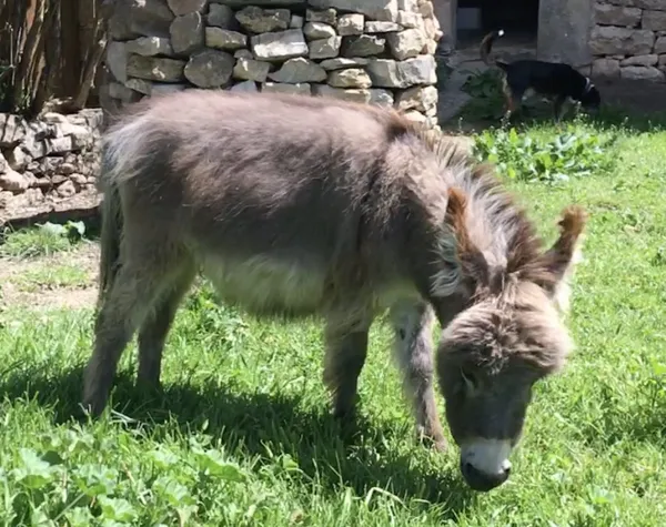 La Calade - Sylvie Jung, La Calade - Sylvie Jung